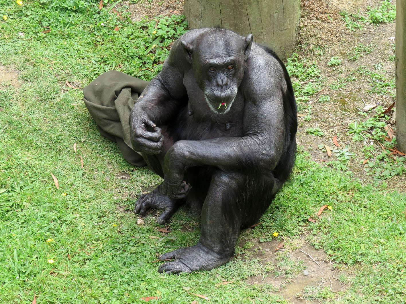 chimpanzee dbmm chimp size